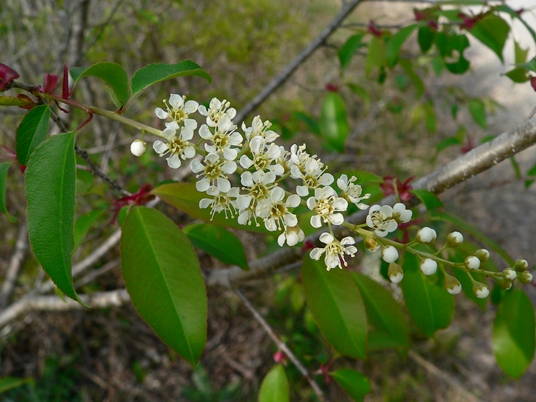 {Prunus serotina}